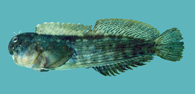 (Entomacrodus) Род ЭНТОМАКРОДЫ 25 видов